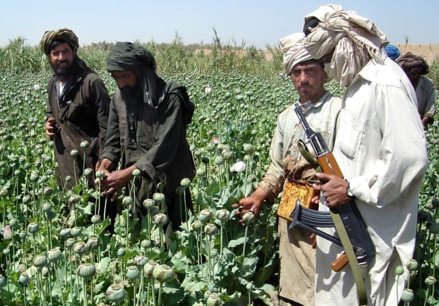 A Taliban's militant is seen with an AK- 47 rifle gun, right, as farmers collect resin from poppies in an opium poppy field in Naway district of Helmand province, southwest Afghanistan Friday, April 25, 2008. Helmand province, one of the world's top opium poppy-producing regions, was the bloody frontline of battles last year between international forces and insurgents. (AP Photo)