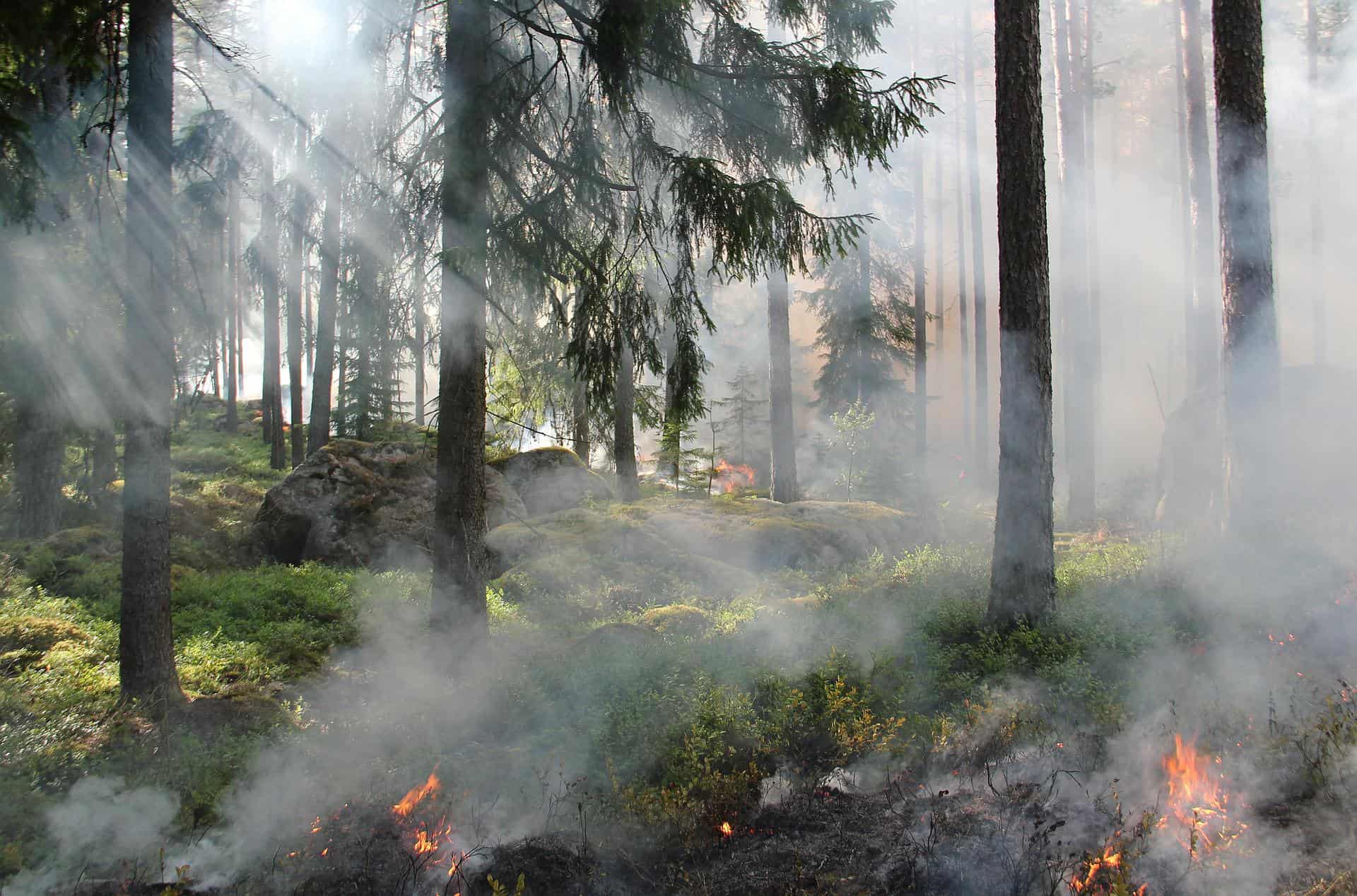 Přečtete si více ze článku Požáry letos v Evropské unii zničily 700 000 hektarů lesů