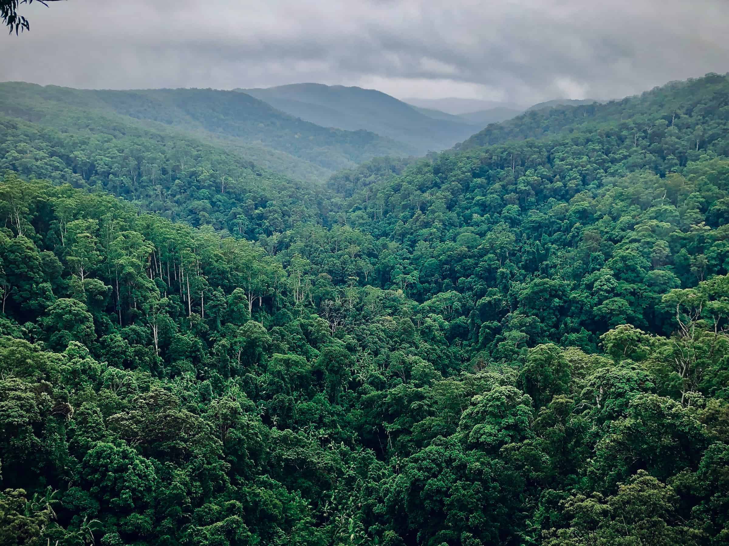 Přečtete si více ze článku Pravidla schválená Evropským parlamentem pomohou v boji proti celosvětovému odlesňování