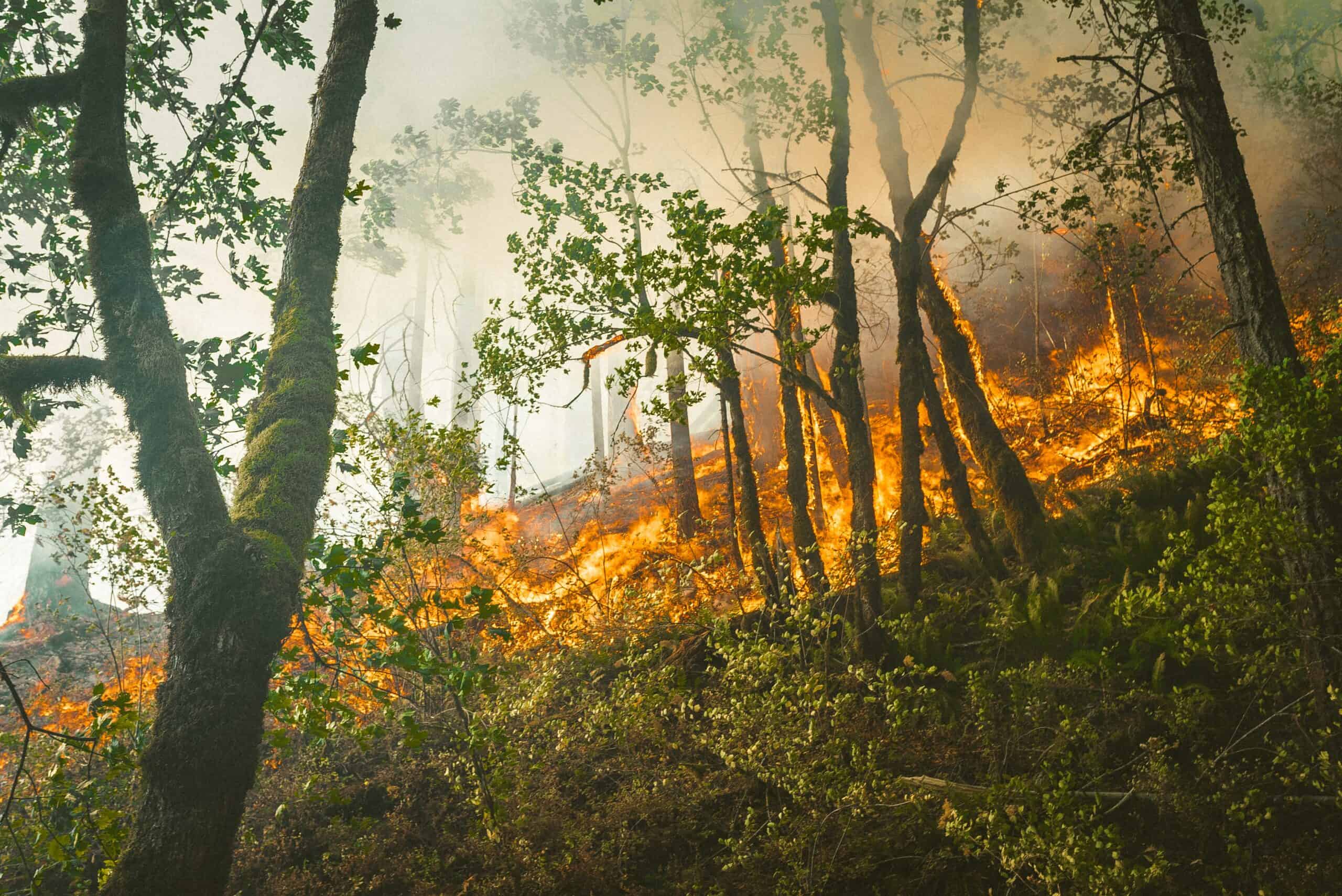 Přečtete si více ze článku Copernicus: Emise z lesních požárů byly letos na severní polokouli rekordní